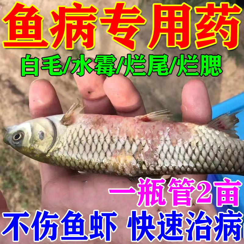 一次好】治鱼病的药鱼塘鱼烂身烂尾炸鳞白点病杀菌水霉病专用鱼药