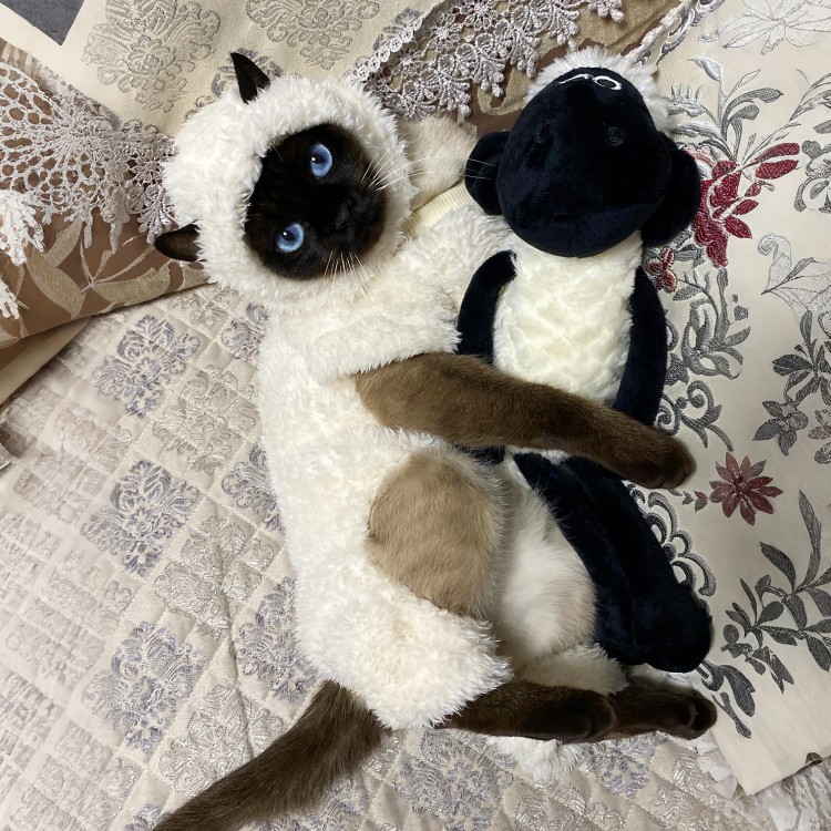 小羊猫咪衣服带帽子防掉毛双面绒保暖四脚衣暹罗无毛猫冬季套装