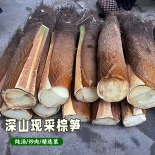 深山新鲜棕榈心棕榈树树心下单现砍棕树心棕树尖棕榈芯鲜嫩棕树头