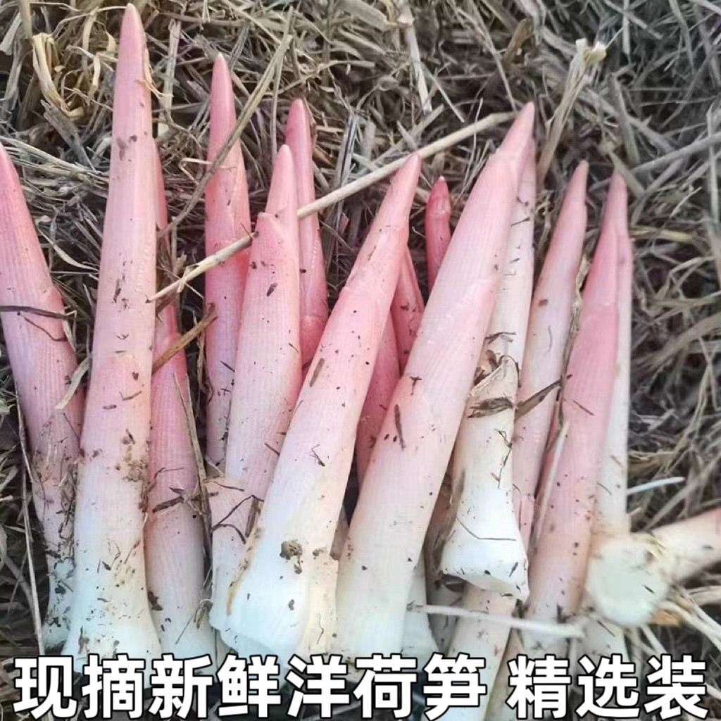 阳荷笋洋合洋荷姜笋野生新鲜野良姜洋火茗荷盐荷湖北宜昌特产包邮