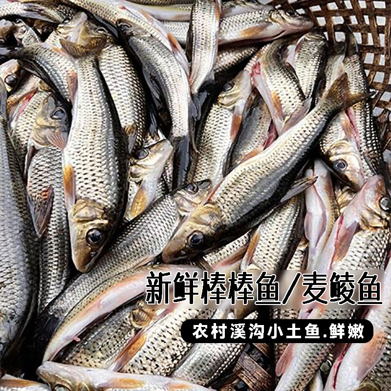棒棒鱼麦鲮鱼土鲮鱼棍棍鱼