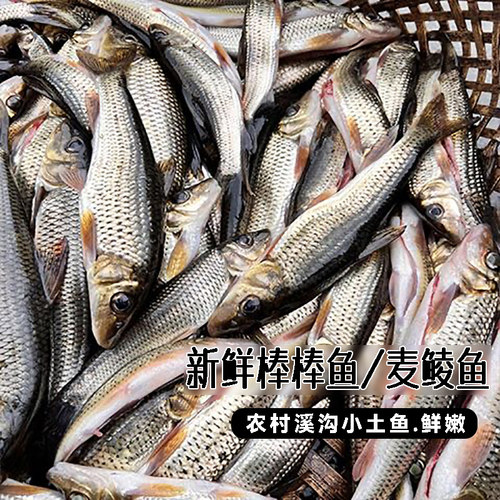 棒棒鱼麦鲮鱼土鲮鱼棍棍鱼