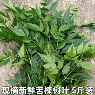 苦楝树叶新鲜苦练树皮苦楝树皮外用熬水苦练树现摘现发精选包邮