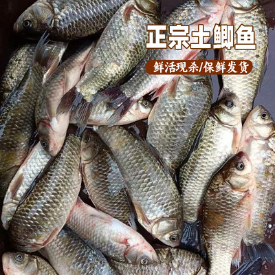 农村溪沟小鲫鱼野土鲫鱼新鲜活现杀淡水土鲫鱼孕妇下产奶月子炖汤