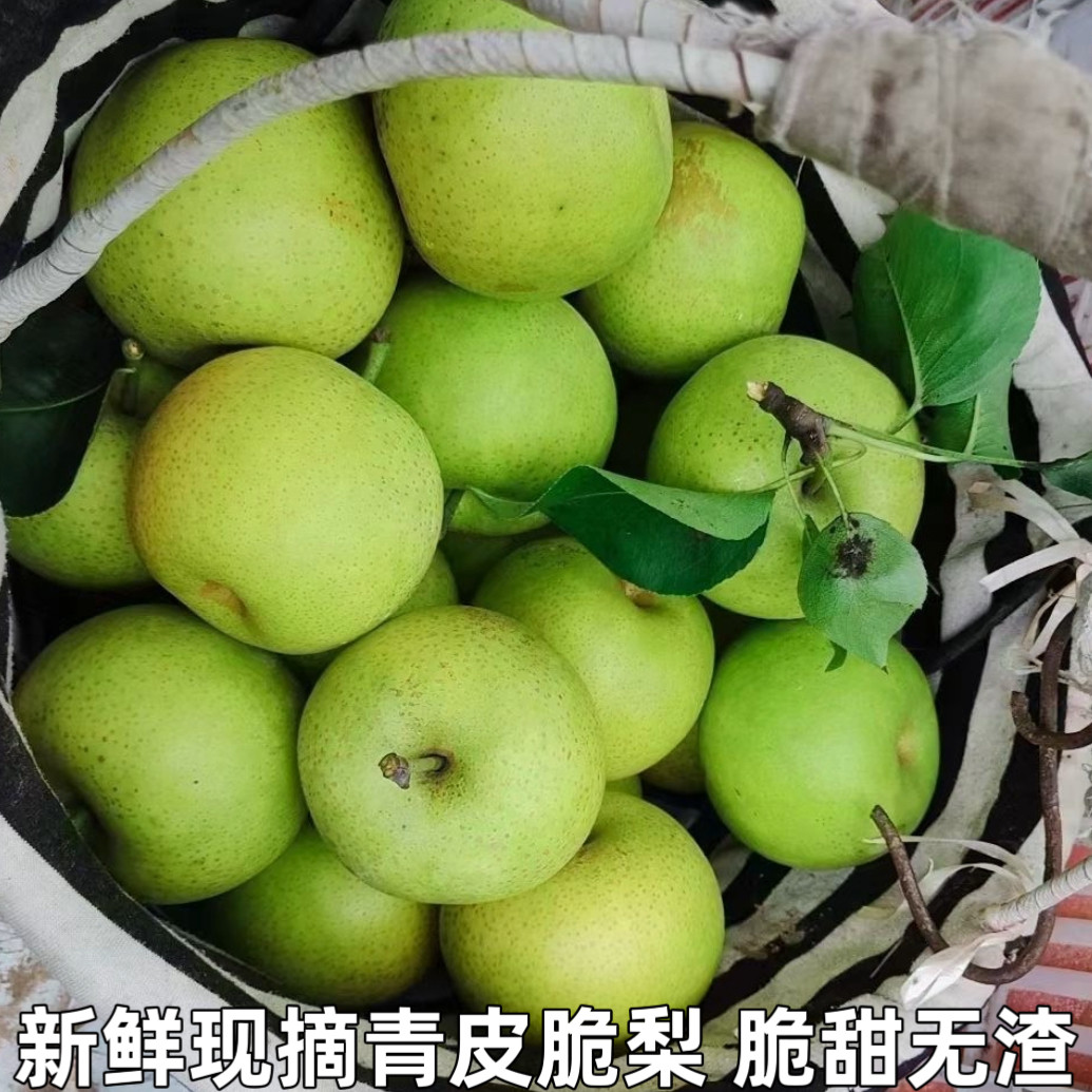 青梨子新鲜青皮脆梨当季水果现摘现发脆甜青皮梨薄皮大果精选包邮