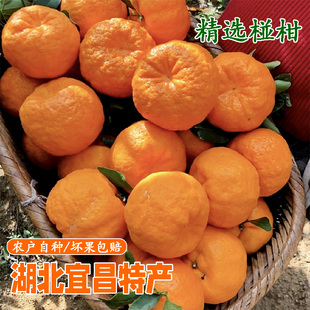 正宗当季香甜碰柑湖北宜昌水果椪柑新鲜芦柑橘子红桔子青皮大椪柑