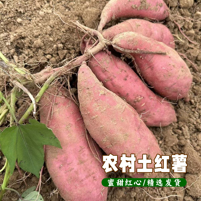 湖北农村土红苕自种土红薯新鲜番薯现挖沙地红心地瓜板栗薯甜山芋
