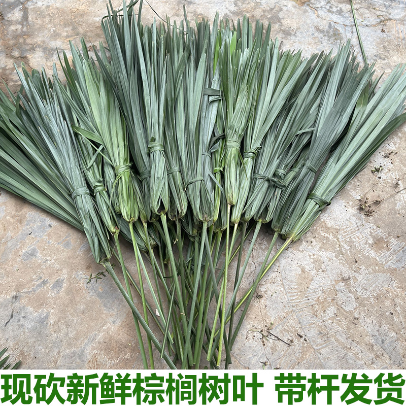 棕树叶新鲜棕榈树叶棕叶现砍棕榈叶包粽子捆绑绳子草绳带杆带把_虎窝淘