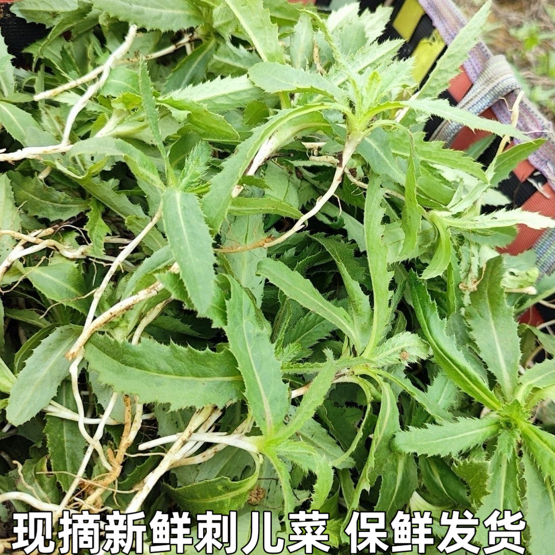 刺儿菜新鲜青青草刺狗牙七七菜野菜带刺菜带根带叶小蓟草中药材