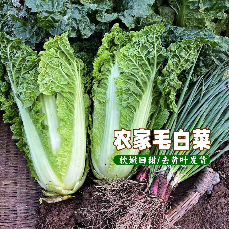 新鲜采摘毛白菜散叶白菜新鲜湖北本地青菜绿叶甜大白菜软嫩叶白菜,水产肉类/新鲜蔬果/熟食,叶菜类,淘宝优惠券,粉丝福利购,淘宝优惠卷
