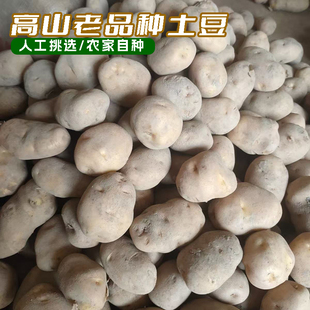 正宗农家土豆马尔科高山老品种恩施特产马铃薯自种黄心黄皮小洋芋