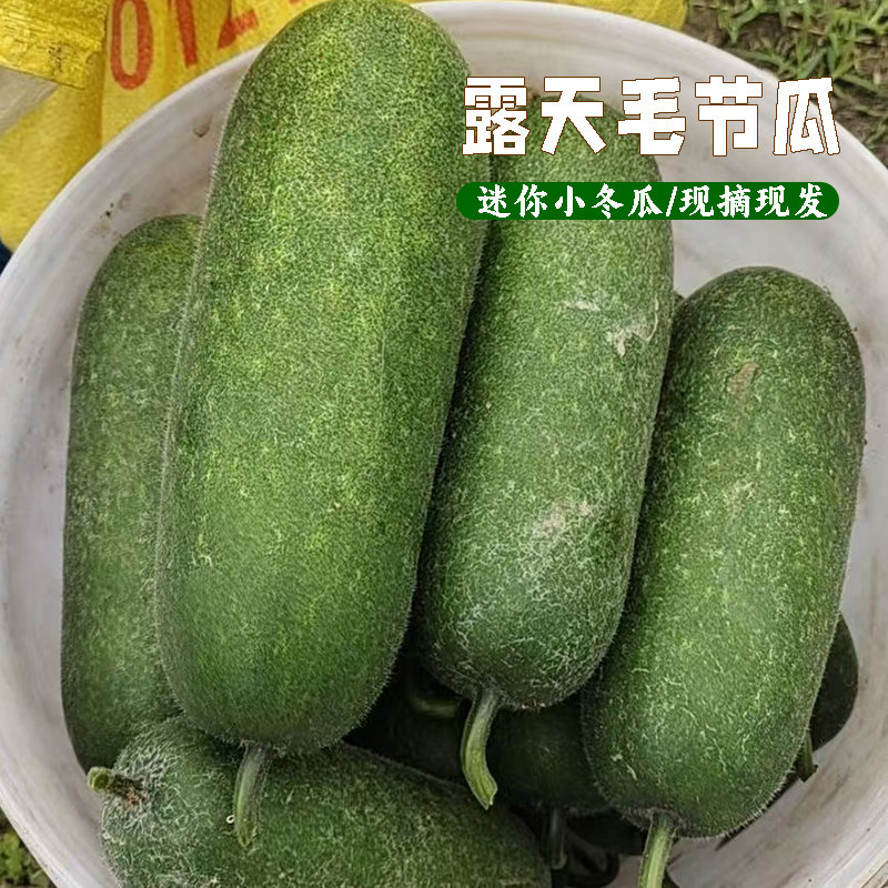 当季现摘毛节瓜迷你冬瓜农家种植小冬瓜现摘发货露天精选小个节瓜
