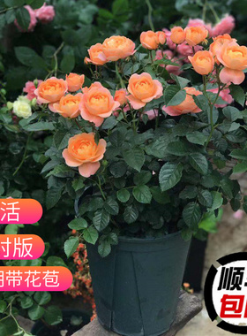 速发果汁花月季大苗四季开台勤花花卉新手好养橙色玫瑰盆栽多头浓