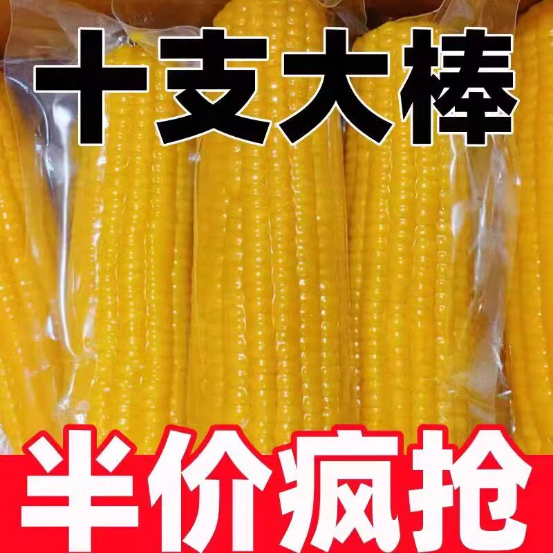 东北黄糯玉米香糯玉米早餐真空包装吉林糯玉米棒10根黄金甜玉米