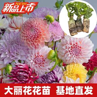 云南矮杆大丽花小苗开花机器盆栽易种活室内室外庭院花卉观花植物
