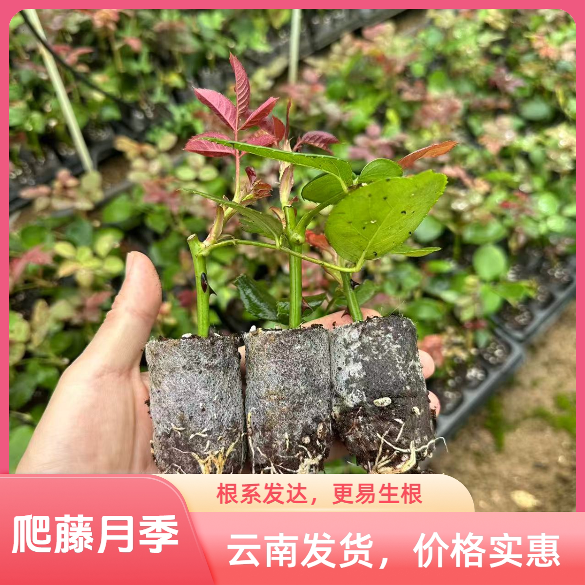 云南基地藤本月季花苗爬藤开花机器耐寒耐热庭院植物杯苗
