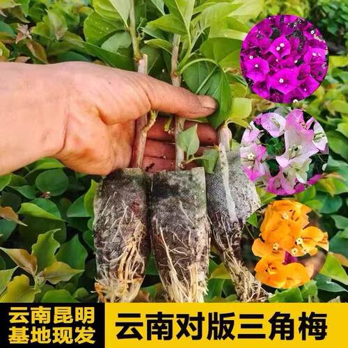 云南正宗三角梅杯苗大花叶子花根系发达开花机器多色庭院懒人盆栽