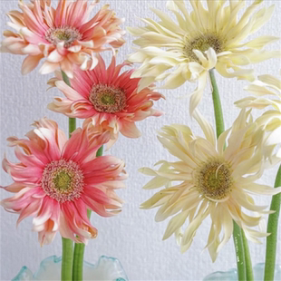 香格里拉亚丁非洲菊高杆重瓣花苗庭院植物阳台花卉多年生开花机器