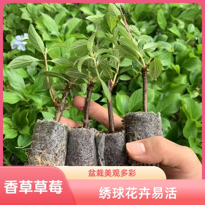 海蒂花园圆锥绣球花苗盆栽石灰灯香草草莓开花机器室内易成活杯苗