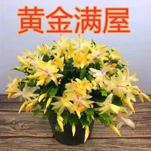 黄金色蟹爪兰盆栽带花苞多色花卉