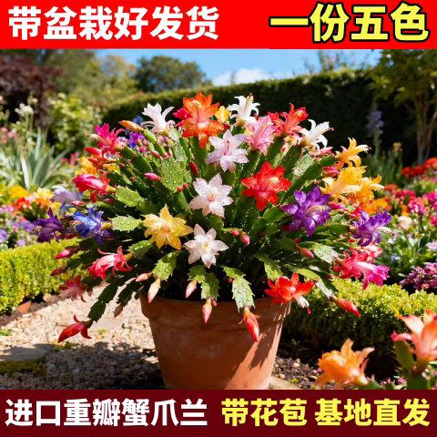 【原盆原土】多色重瓣蟹爪兰盆栽带花苞四季花室内阳台绿植年宵花