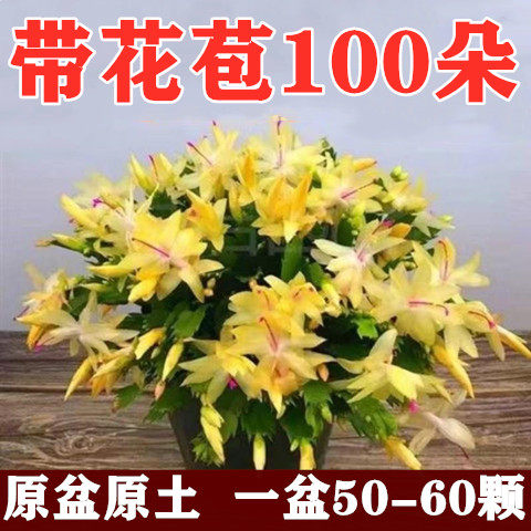 重瓣带花苞蟹爪兰盆栽四季开花