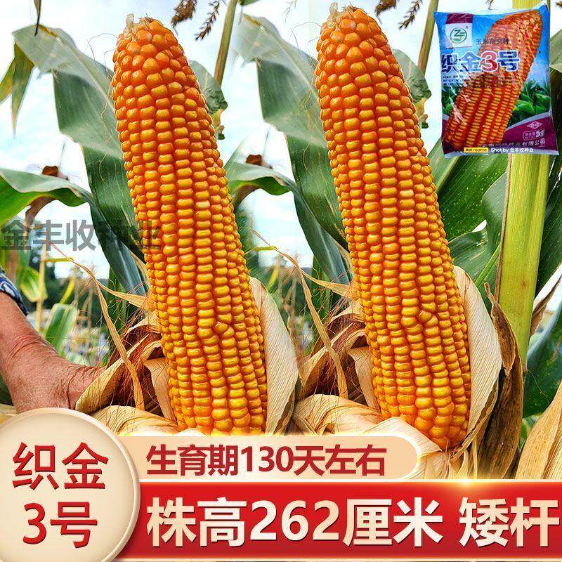 云贵川高产杂交玉米织金3号