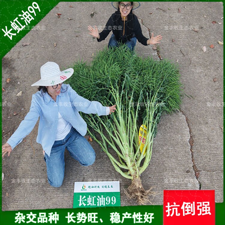 实心油菜种子长虹油含油高矮杆