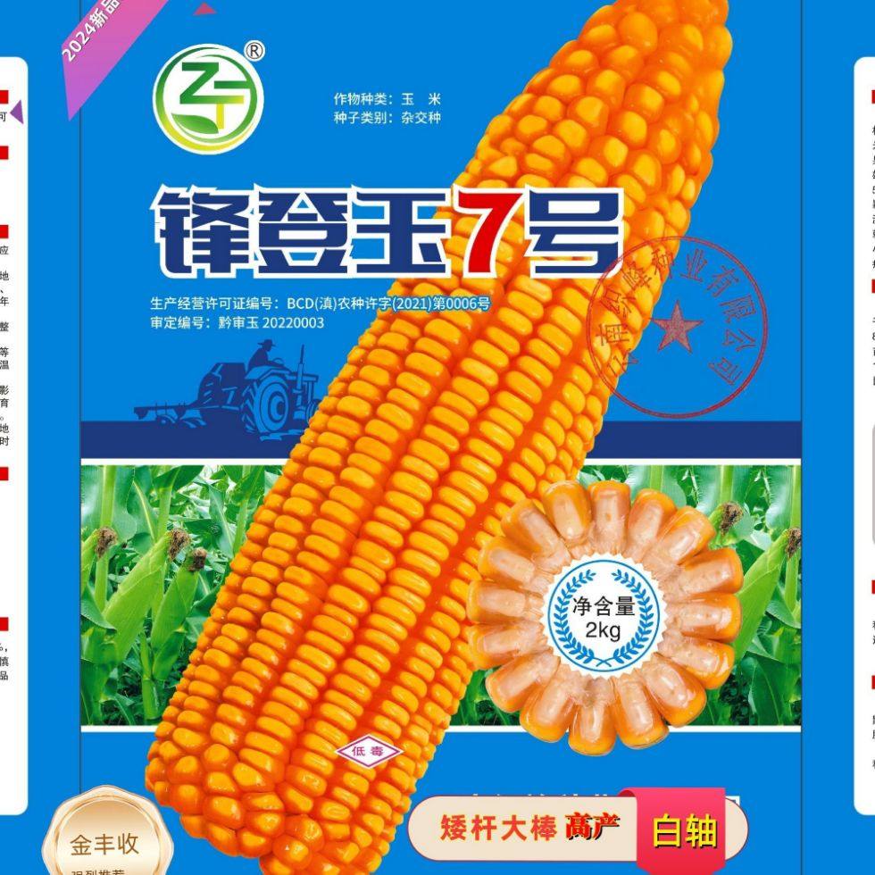 锋登玉7号优质玉米种子高产大棒大穗深马齿抗旱抗病抗倒伏苞谷种