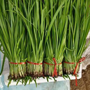 甘肃新鲜蔬菜现割新鲜韭菜韭菜新鲜韭菜鸡蛋白根韭菜嫩韭菜细韭菜