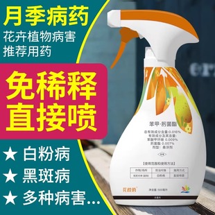 月季专用杀菌剂黑斑病白粉病炭疽病月季病虫害专用药千百季花枝俏