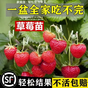 奶油草莓苗盆栽种籽子带盆带土红颜四季 结果可食用阳台种植新秧苗