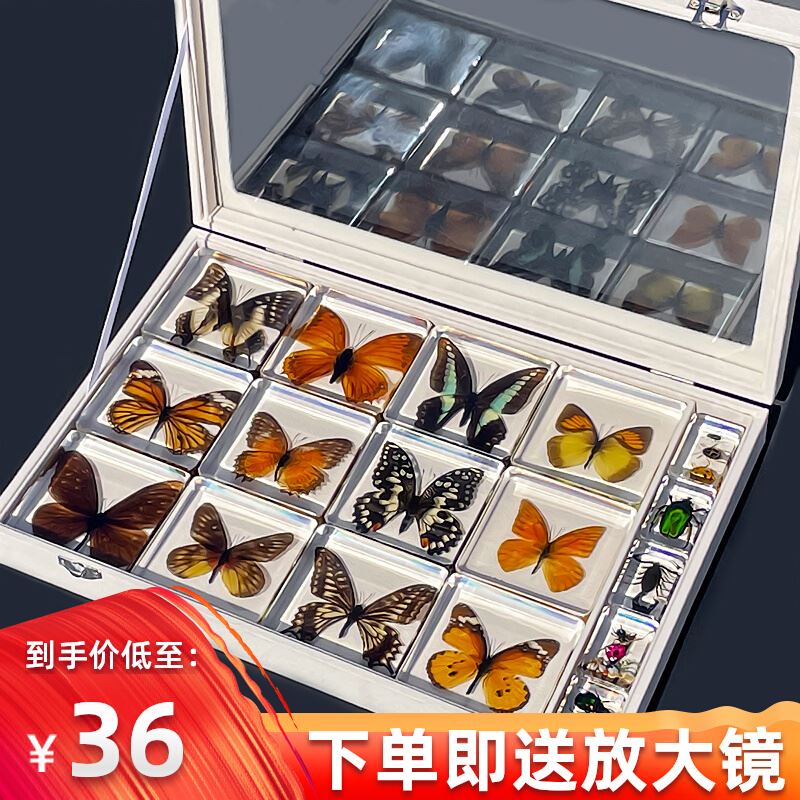 蝴蝶标本真蝴蝶树脂标本动物标本礼盒装创意收藏生日礼物琥珀摆件