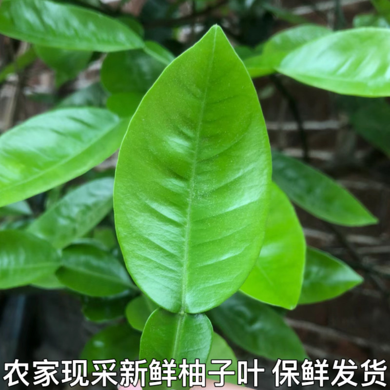 现摘柚子叶当天采摘包邮新鲜柚子