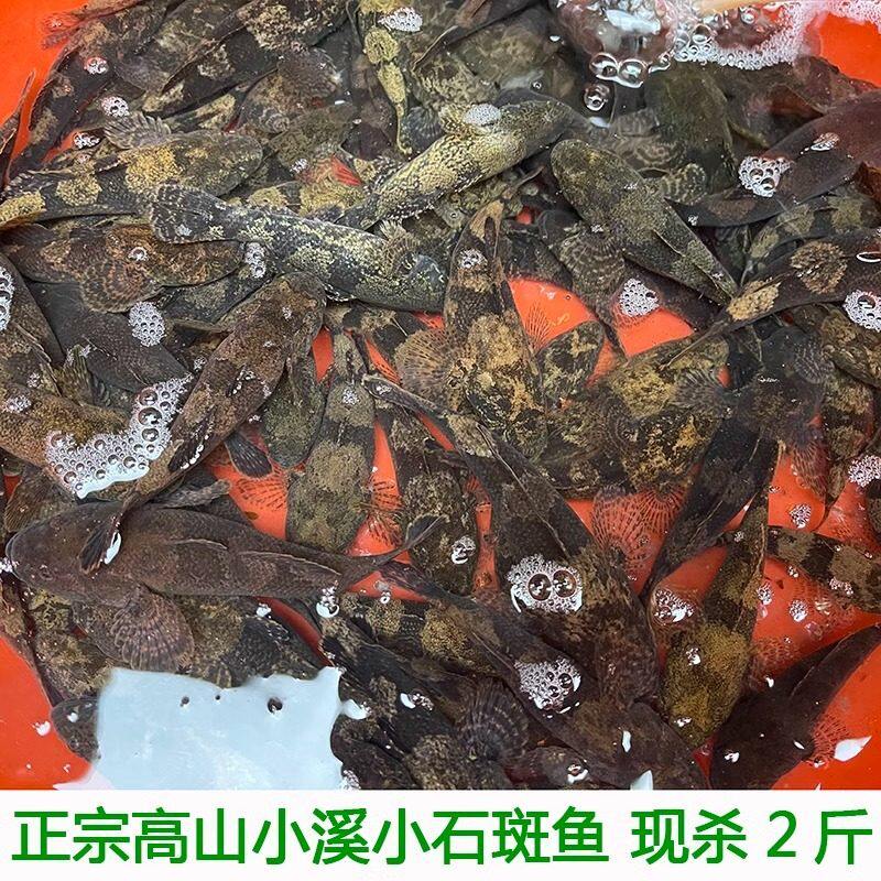 湖北宜昌石斑鱼小河鱼新鲜小石斑鱼淡水鱼小土鱼小麻鱼现杀包邮