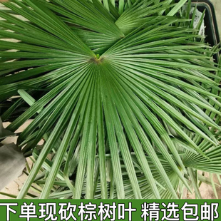 现砍现发新鲜棕榈树叶棕树叶片包粽子棕编材料棕榈树大叶嫩叶包邮