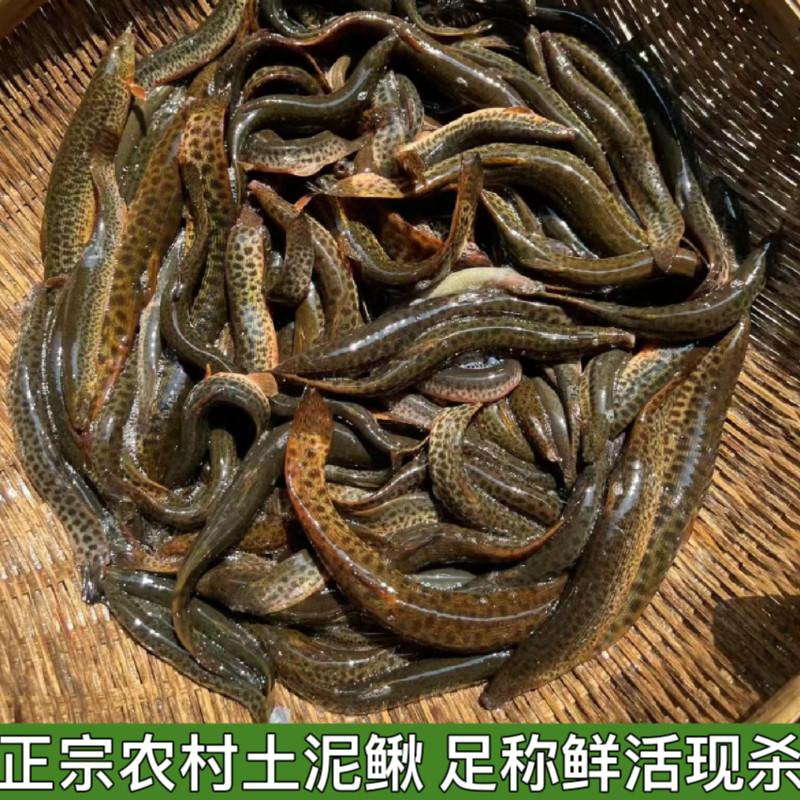 土泥鳅新鲜农村泥鳅鱼鲜活淡水青鳅黄板鳅鱼钓青鱼鳅土泥鳅包邮