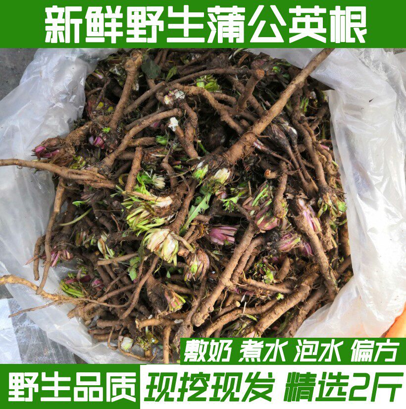 新鲜蒲公英根茶婆婆丁根种子苗纯山上挖黄花地丁食材500g药材包邮