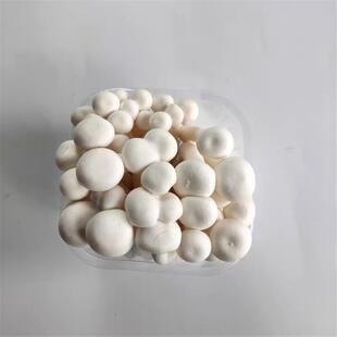 新鲜白玉菇鲜嫩菌菇火锅烧烤炒菜新鲜食用菌菇鲜货食用蘑菇非干货