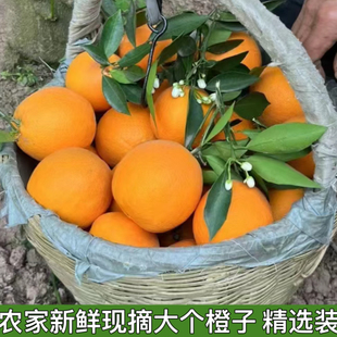 湖北秭归 新鲜现摘大个橙子孕妇水果 春橙伦晚整箱包邮非红橙包邮