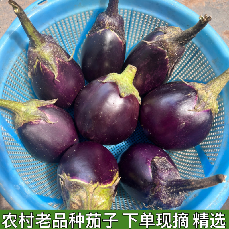农家蔬菜紫圆茄子紫色椭圆冬茄子