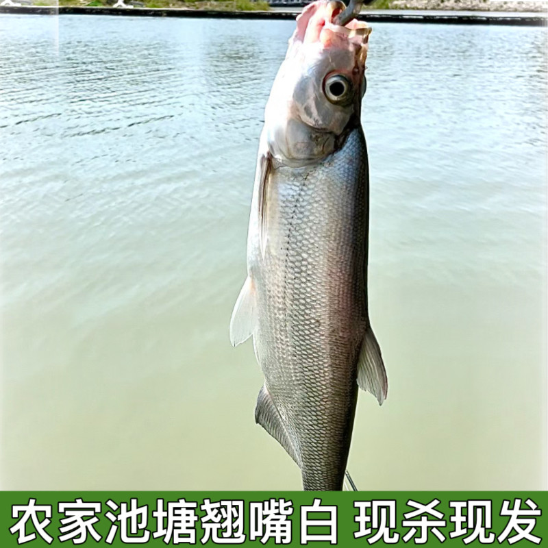 翘嘴鱼新鲜刁子大白湖北包邮