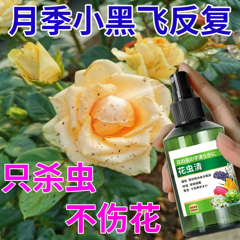 月季花病虫害常用药白粉病黑斑病杀菌剂专用药防蚜虫红蜘蛛杀虫剂