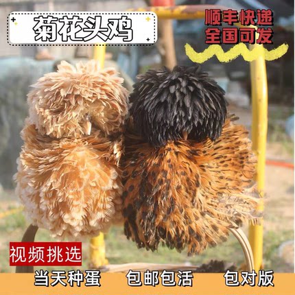菊花头鸡苗翻毛帽子鸡种蛋可孵化观赏鸡受精蛋宠物鸡网红鸡活体