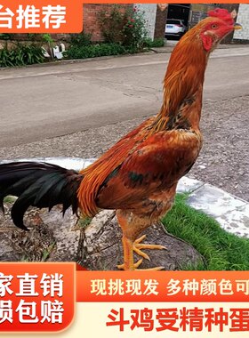 纯正斗鸡种蛋活苗可孵化越南鬼子斗鸡种蛋苗斗鸡受精蛋比赛斗鸡苗