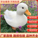 纯种柯尔鸭 柯尔鸭种蛋受精蛋可孵化网红宠物鸭幼仔活物小黄鸭正版