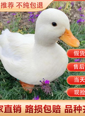 柯尔鸭种蛋受精蛋可孵化网红宠物鸭幼仔活物小黄鸭正版纯种柯尔鸭