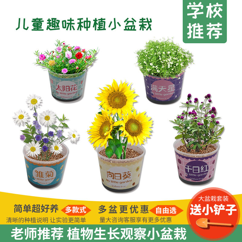 儿童创意种子发芽科学小制作