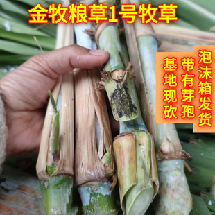 耐寒金牧粮草种节甜象草巨菌草皇竹草耐寒一号牧草王养殖家畜牧草