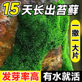 苔藓植物种子吸水石假山上水石盆景装 野生青苔孢子 包邮 饰四季 鲜活